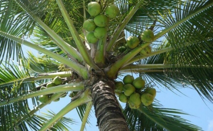 Vấn đề tiêu chuẩn hóa đối với dừa và sản phẩm dừa